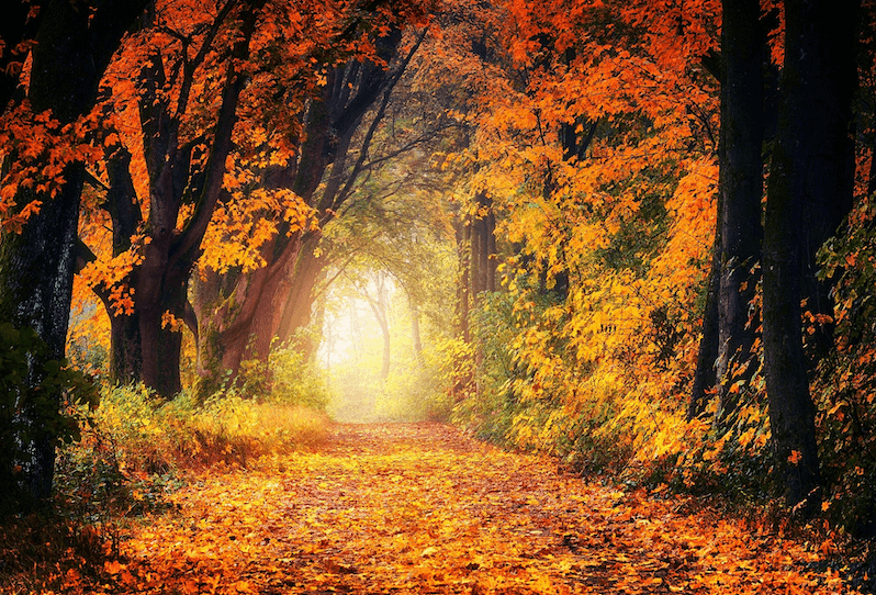 podoba jeseni z oranžnimi barvami