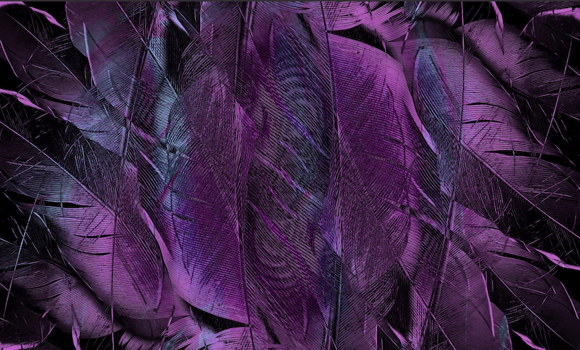 изображение фиолетовых перьев