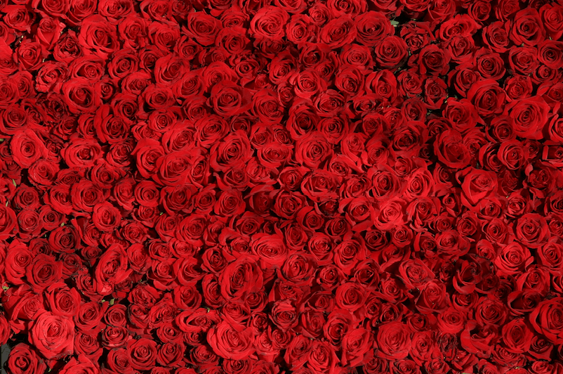 kuva ruusun terälehdistä